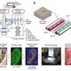 Credit: Wake Forest Institute for Regenerative Medicine/Nature Biology